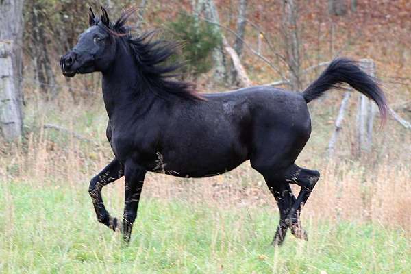 Black Al Khamsa Sahanad Arabian stallion kid safe personality