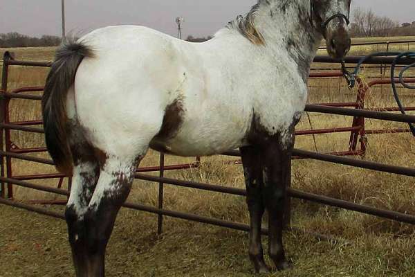 Homozygous Appaloosa. Champion Sire/Dam. Guaranteed colored foals.