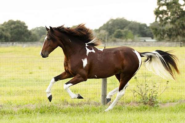 Unfixed Stallion Digger's Mischief Managed aka Pharos
