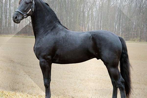 Pleaseantview's Datjarati (friesian Morgan Cross)