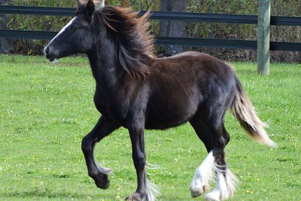 Superb Solid Black Filly Dressage Potential Gypsy King Cushti Bok & Charlie