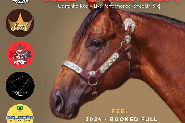 【CSR】 Red Hare, Unrivaled Stallion - EVP all-around-quarter-horse.jpg