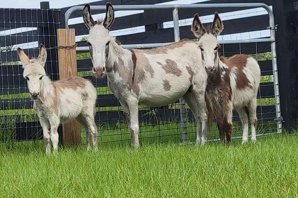 Micro Donkey Rig Micro Donkeys Super Duper Tiny Baby n Tween