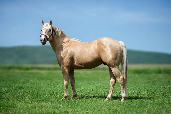 Palomino Frenchmans Guy/Dash For Cash bred stallion at stud