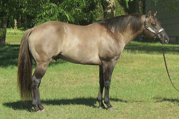 Unfixed Stallion Redacted