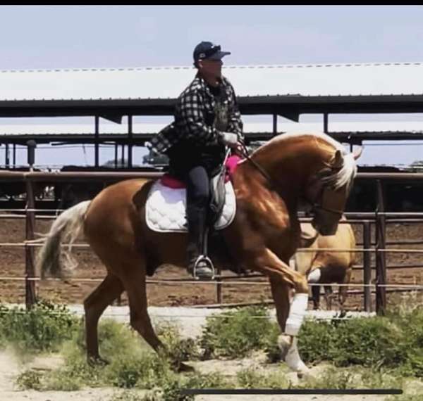 beginner-safe-lusitano-horse