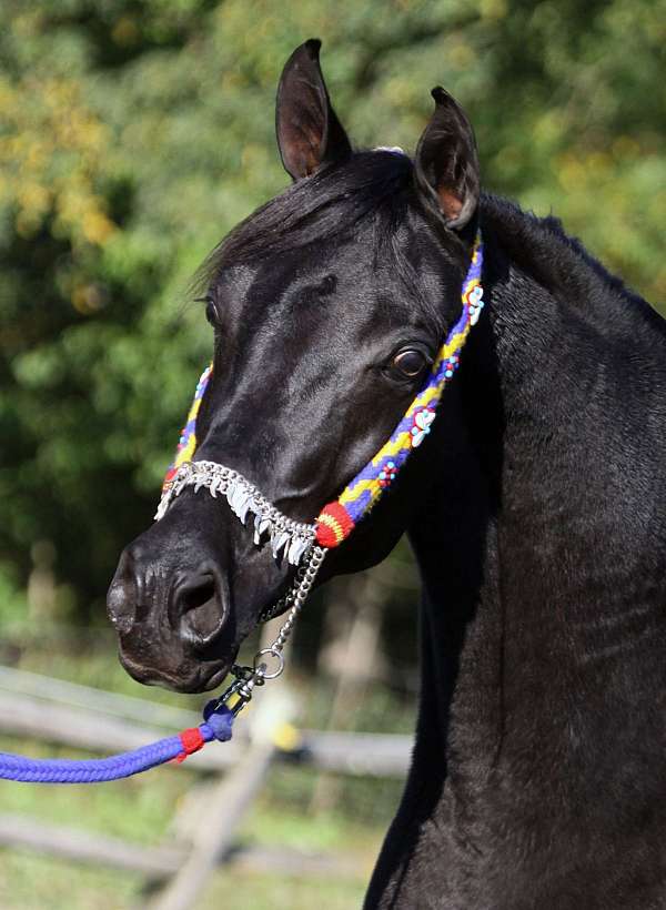 black-arabian-horses-horse