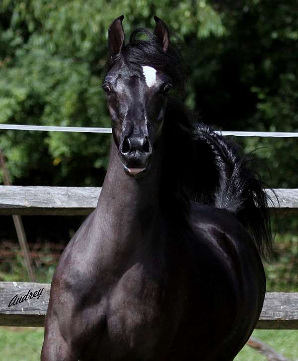 black-filly-for-sale