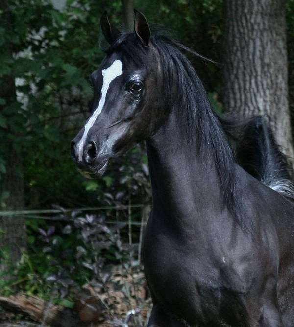 Black Arabians (Fillies &, Mares,)