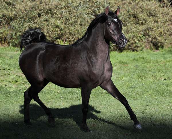 14-hand-black-horse