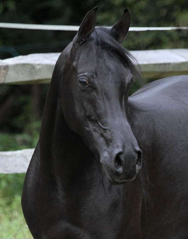 black-aha-horse