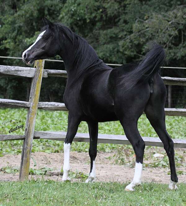 black-arabian-horses-horse