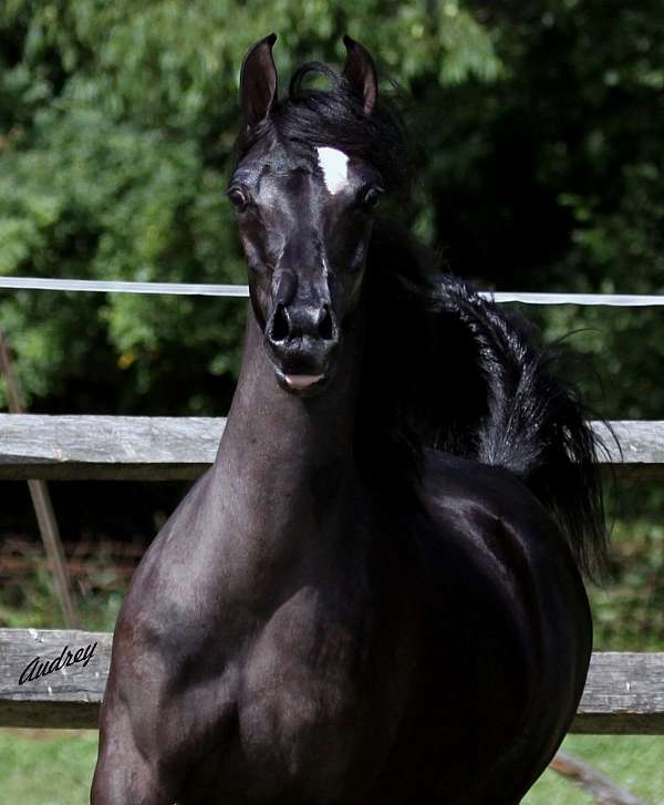 black-arabian-filly