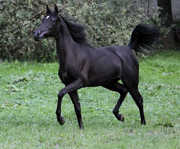 black-aha-filly