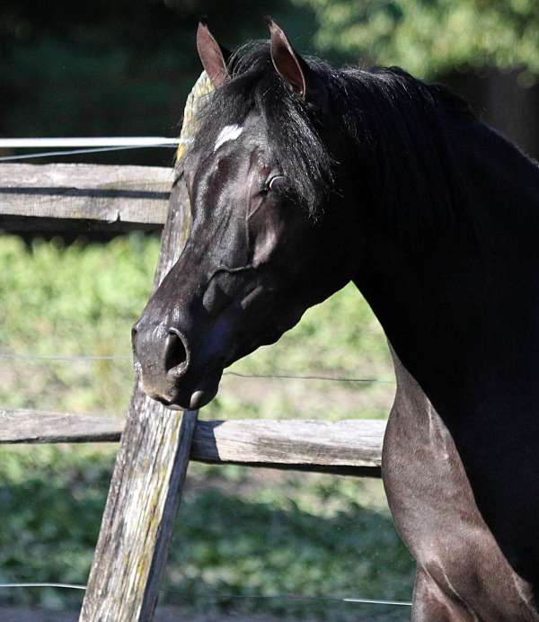 black-filly-for-sale