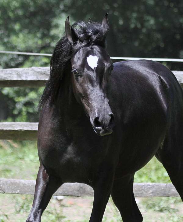 black-arabian-for-sale