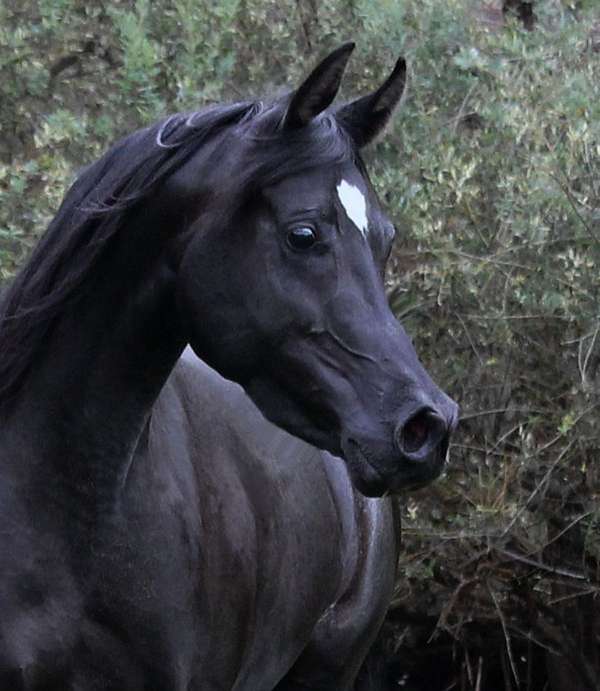 14-hand-arabian-horse