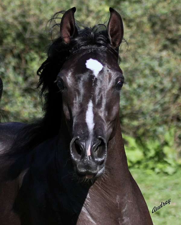 crabbet-arabian-horse