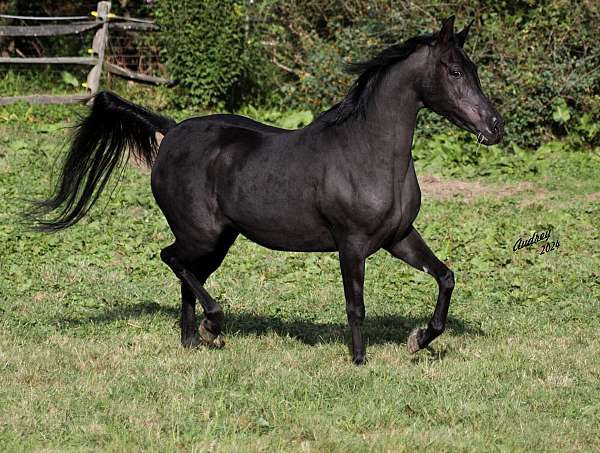 young-stock-arabian-horse