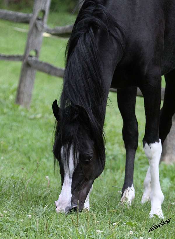 breeding-stock-arabian-horse