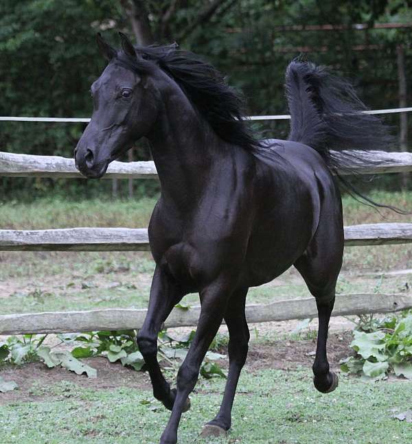 black-arabian-horses-filly