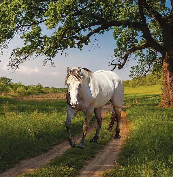 foundation-bred-quarter-horse