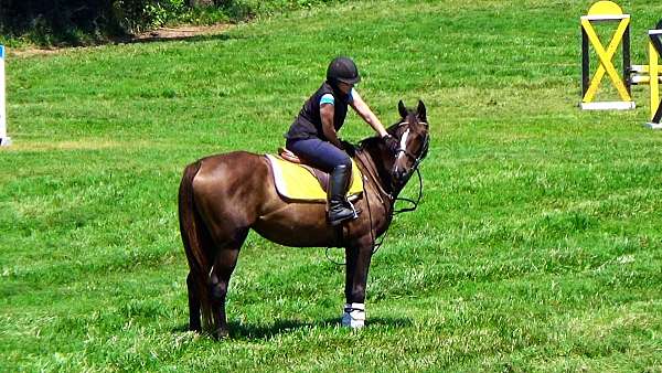 hunter-jumpers-for-sale-thoroughbred-horse