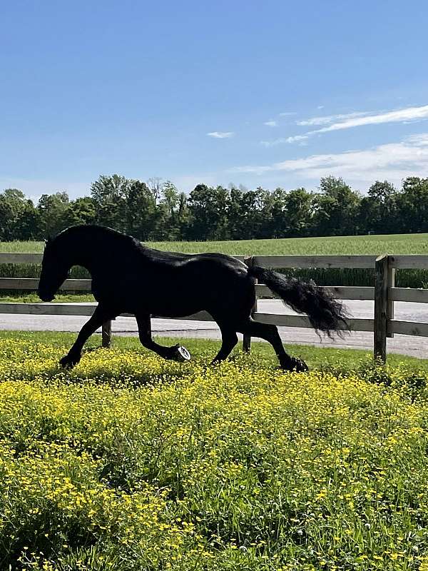 Imported Friesian Stallion At Stud