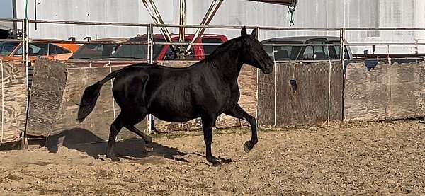 deal-andalusian-horse