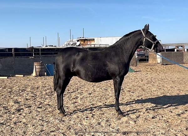 package-deal-andalusian-horse