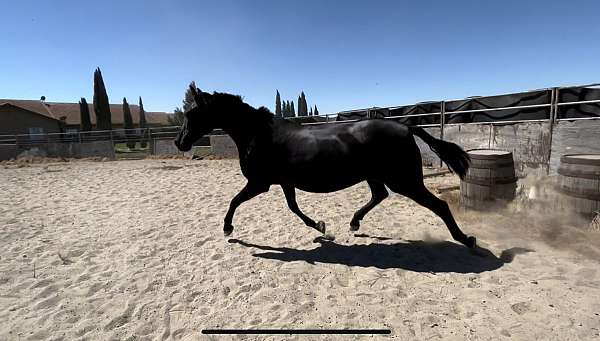 black-breeding-dressage-horse