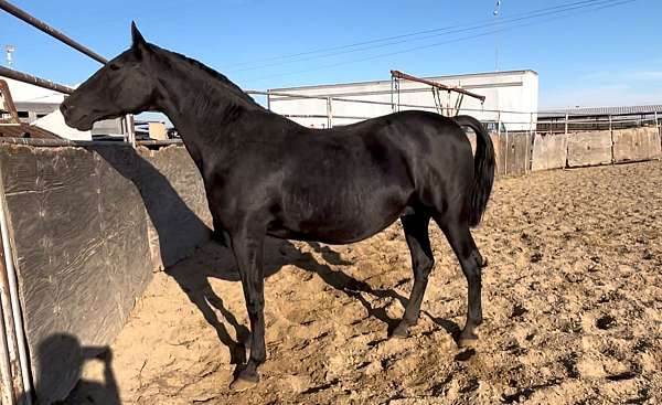 black-breeding-dressage-horse