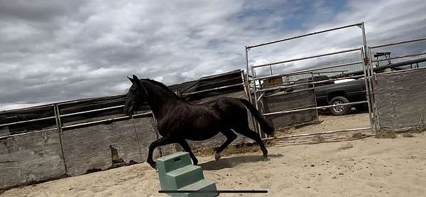 ranch-trained-lusitano-horse