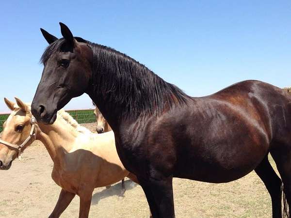 broke-to-ride-lusitano-horse