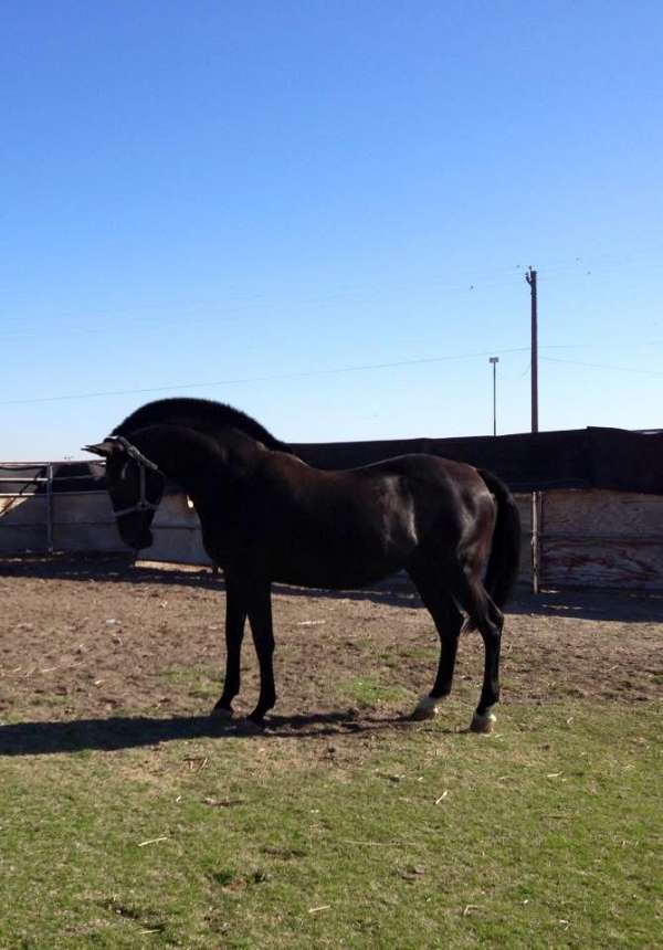 built-lusitano-horse