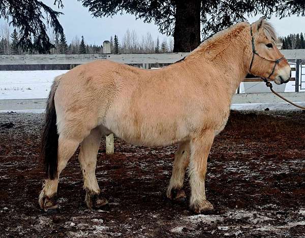 utd-fjord-horse