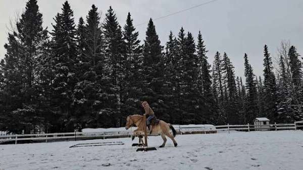 coggins-fjord-horse