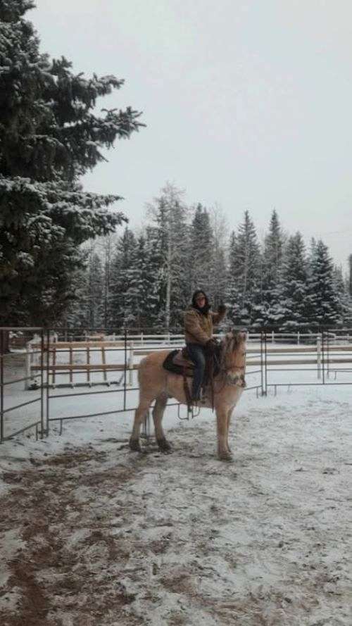 stands-fjord-horse