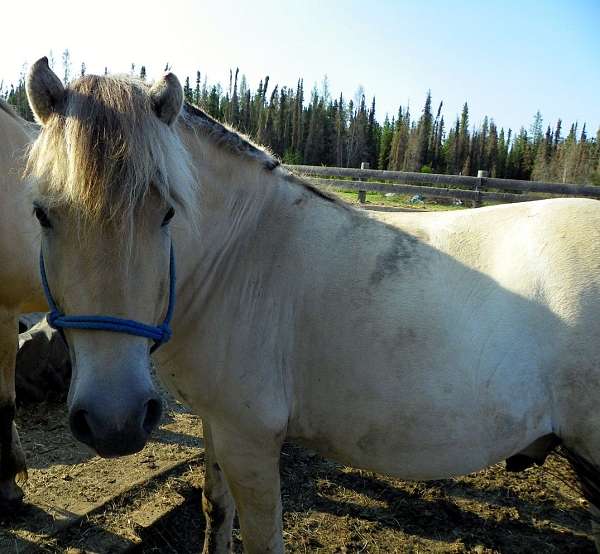 intermediate-fjord-horse