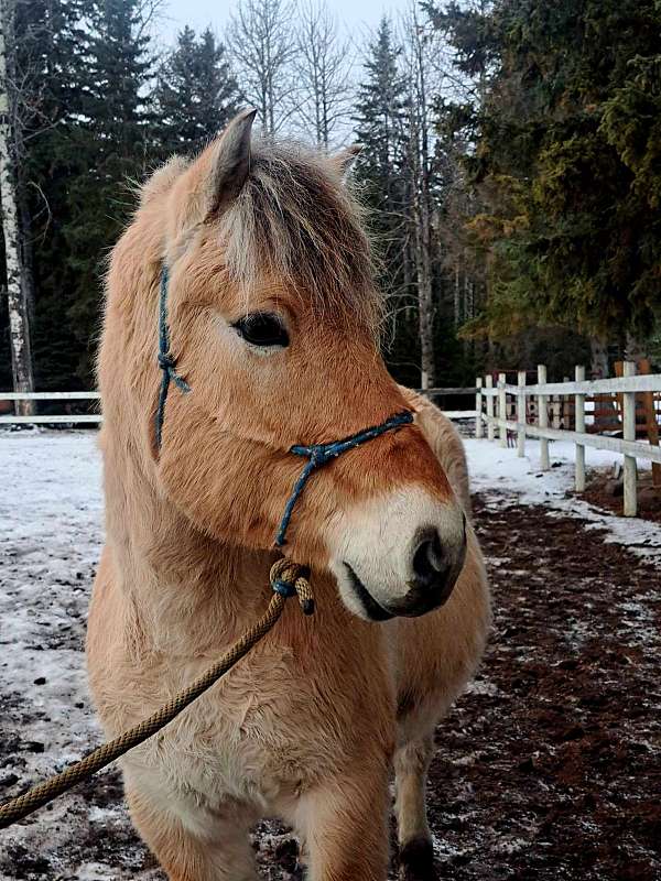 intermediate-fjord-horse