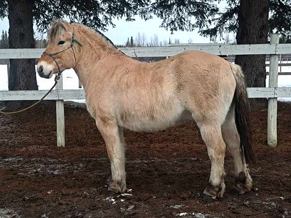 rides-fjord-horse