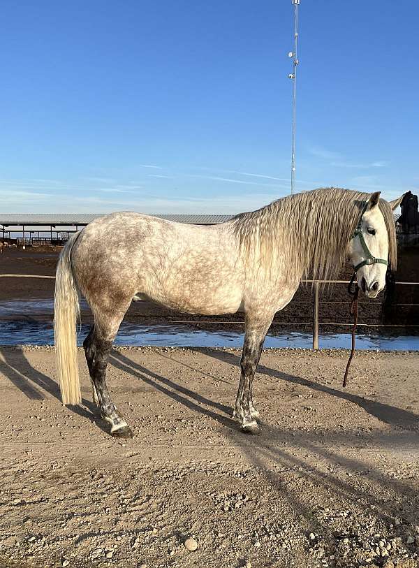 lusitano-colt