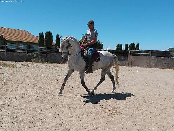 lusitano-colt