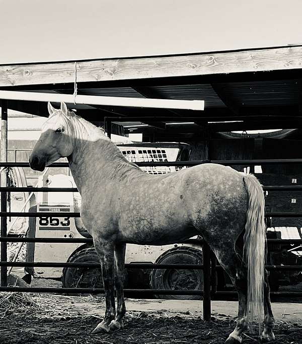 prince-lusitano-horse