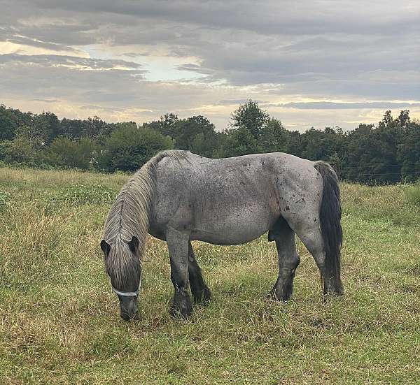 flashy-paint-gelding-quarter-horse