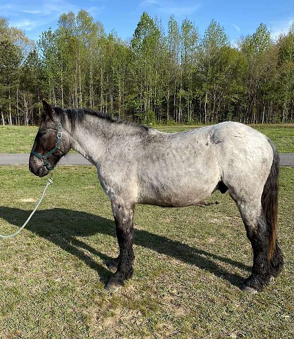 black-chestnut-white-paint-horse