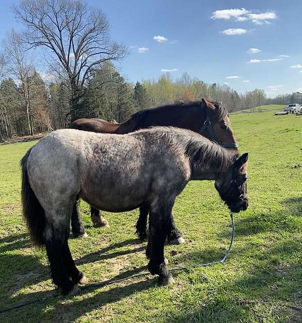 available-belgian-horse