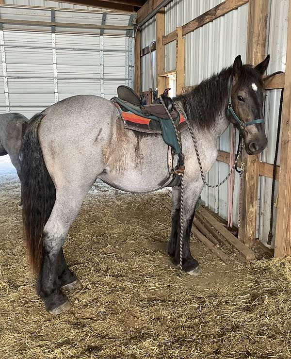 bay-overo-black-chestnut-white-paint-horse