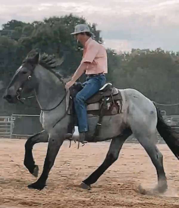 black-chestnut-white-paint-horse