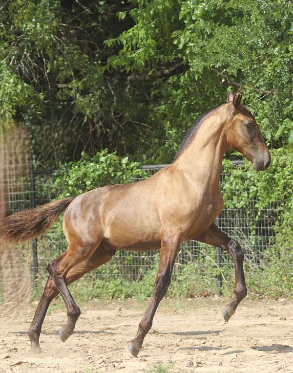 gaucho-iii-andalusian-horse